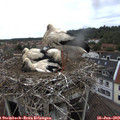 13_50-nest.jpg