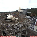 13_55-nest.jpg