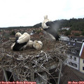 14_00-nest.jpg