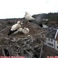 14_05-nest.jpg