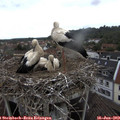 14_10-nest.jpg