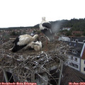 14_15-nest.jpg