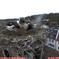 14_20-nest.jpg