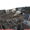 14_25-nest.jpg