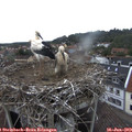 14_30-nest.jpg