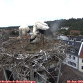 14_35-nest.jpg