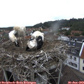 14_40-nest.jpg