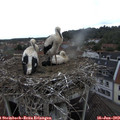 14_45-nest.jpg