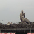 14_50-mast.jpg