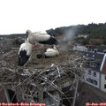 14_50-nest.jpg