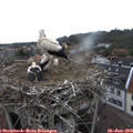 14_55-nest.jpg