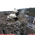 15_00-nest.jpg