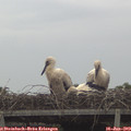 15_05-mast.jpg