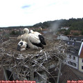 15_05-nest.jpg