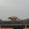 15_10-mast.jpg