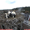 15_10-nest.jpg