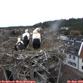 15_15-nest.jpg