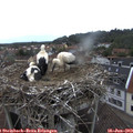 15_25-nest.jpg