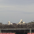 15_30-mast.jpg