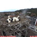 15_30-nest.jpg