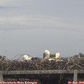 15_35-mast.jpg