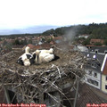 15_35-nest.jpg