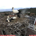 15_40-nest.jpg