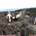 15_45-nest.jpg