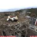 15_50-nest.jpg