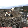 15_55-nest.jpg