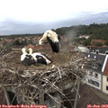 16_00-nest.jpg