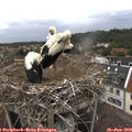 16_05-nest.jpg