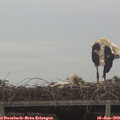 16_10-mast.jpg