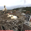 16_10-nest.jpg