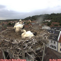 16_15-nest.jpg