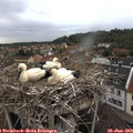 16_20-nest.jpg