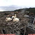 16_25-nest.jpg