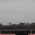16_30-mast.jpg