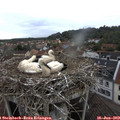 16_30-nest.jpg