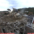 16_35-nest.jpg