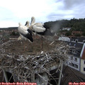 16_40-nest.jpg