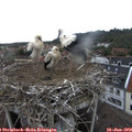 16_45-nest.jpg