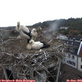 16_50-nest.jpg