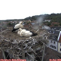 16_55-nest.jpg