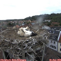 17_00-nest.jpg