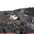 17_05-nest.jpg