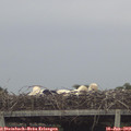 17_10-mast.jpg