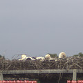 17_15-mast.jpg