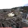 17_15-nest.jpg