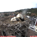 17_20-nest.jpg